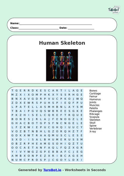 PDHPE - Year 6 - Find a Word - Human Skeleton – Free Find a Word Worksheet